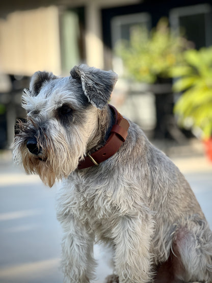 Dog Collar