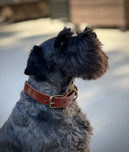 Dog Collar